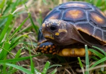 2 ciudadanos fueron sentenciados a 4 años de prisión por atentar contra la vida silvestre