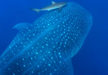 Científicos elaboran base de datos de especies marinas invasoras en Galápagos