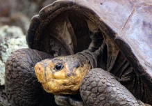 Tortuga, que se creía extinta hace más de 100 años, fue encontrada en Galápagos