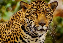 Ecuador fortalece la conservación del jaguar a través de una alianza