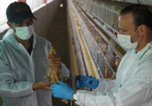 6,3 millones de aves han sido vacunadas contra la Influenza Aviar