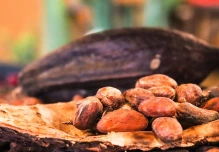 Ecuador busca incrementar su exportación de cacao