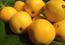 Arazá: qué es, para qué sirve y por qué esta fruta amazónica de Colombia es un tesoro de la biodiversidad