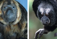 Nueva especie de primate fue confirmada en Pastaza