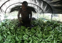 Gremios bananeros de Ecuador y Colombia reclaman precios justos en Europa
