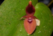 4 especies fascinantes de orquídeas fueron descritas en Morona y Zamora