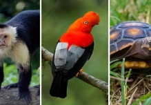 La región amazónica registra mayores índices de tráfico de fauna silvestre