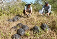 Galápagos: 86 tortugas criadas en cautiverio regresaron a su hábitat natural