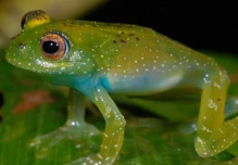 El color de sapos y ranas les ayuda a combatir los cambios ambientales y los patógenos