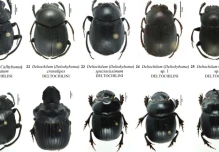 Reserva de Biosfera Sumaco concentra 62 especies de escarabajos coprófagos