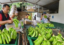 Exportaciones de banano enfrentan crisis logística por conflicto en Medio Oriente