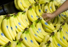 Las exportaciones de banano a Estados Unidos aumentaron