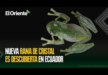 Descubren nueva especie de rana de cristal