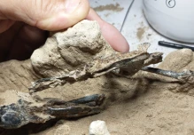 Fósil de un pájaro carpintero de hace 200.000 años fue hallado en Argentina