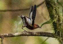 Mindo acogerá Feria de Aves de Sudamérica