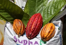 Productores de cacao de Ecuador exigen pagos justos