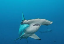 Tiburón viaja 4.000 kilómetros, regresa a Galápagos y no se sabe dónde está