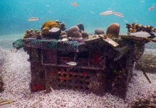 Proyecto de siembra de corales busca restaurar ecosistemas en Islas Galápagos