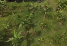 Las Fuerzas Armadas destruyeron plantación de coca en Sucumbíos