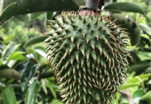 Ecuador promoverá la pitahaya, quinua, guanábana y otros productos en Europa