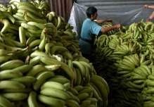Exportaciones de banano aumentan 6,01 % en primer trimestre de 2023