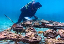 La recuperación de "supercorales" avanza en Galápagos 