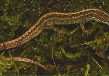 Una nueva especie de lagartija endémica fue descrita en Zamora Chinchipe