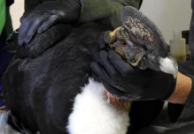 Rescatan en Imbabura a un cóndor con perdigones en el cuerpo 