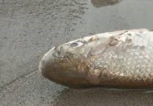 Miles de peces muertos aparecieron en orillas del río Anzu en Napo