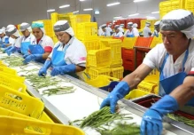 Perú: Agroexportaciones superan los US$ 3.900 millones en el primer cuatrimestre de 2026