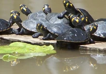 Los cofanes han logrado conservar exitosamente las tortugas charapas