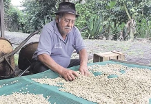 Unas 1.800 familias de la nacionalidad Shuar, en Morona, cultivan café