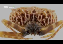 Noticiero Semanal El Oriente 01-10-2021