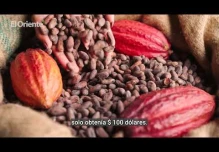 ¿Qué significa para Ecuador el precio récord del cacao? 