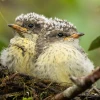 7 pájaros brujos nacieron en Galápagos