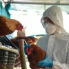 Ecuador activó protocolos de bioseguridad ante un nuevo caso de gripe aviar
