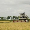 Ecuador exportará 30.000 toneladas de arroz a Colombia desde el 25 de julio
