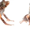 2 nuevas especies de ranas fueron descubiertas en la cordillera oriental