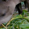 Mamíferos nativos de la Amazonía ecuatoriana, en la gastronomía de los kichwas 