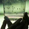 Suben a 56 los casos de zika en el país