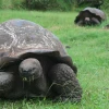 Las tortugas gigantes de Galápagos, afectadas por el plástico