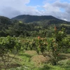 Ecuador, primer exportador de cacao de América, avanza en la trazabilidad