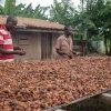 El cacao sube más de 4% en Nueva York  