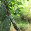 Ecuador en diálogo con la UE sobre normativa de deforestación