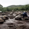 4.723 tortugas gigantes fueron marcadas en isla Isabela