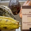 Ecuador se promociona como origen mundial del cacao