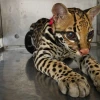 Autoridades retienen un ocelote mantenido en cautiverio ilegal en El Coca