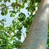 Madera de balsa abre nueva posibilidad energética 