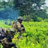 Ejército destruye más de 60.000 plantas de coca en Sucumbíos