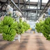 Sector bananero activa plan preventivo por posible llegada de El Niño